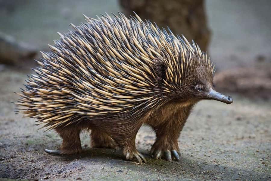 Sydney: Featherdale Wildlife Park Private Tour - How to make the most of your two hours