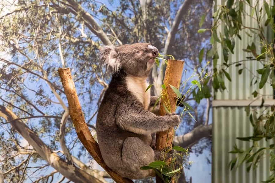 Sydney: Featherdale Wildlife Park Private Tour - The Sydney pickup and private vehicle