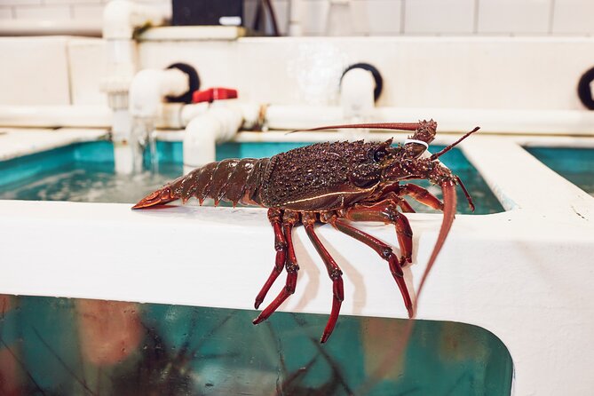 Sydney Fish Market Behind the Scenes Tour - Is the $57.38 price good value?