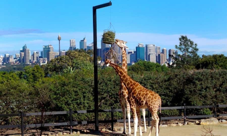 Sydney: Flexi Pass - Pick 3, 5 or 7 Experiences - Is $112 good value?
