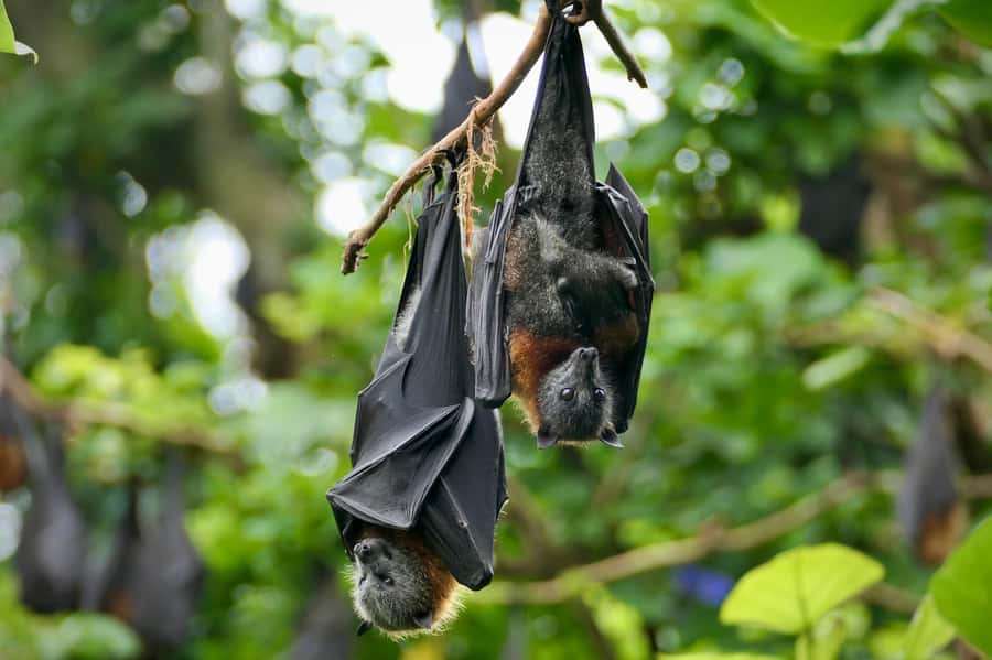 Sydney: Flying Fox Tour, Australia's Largest Bats - Key Points Before You Book
