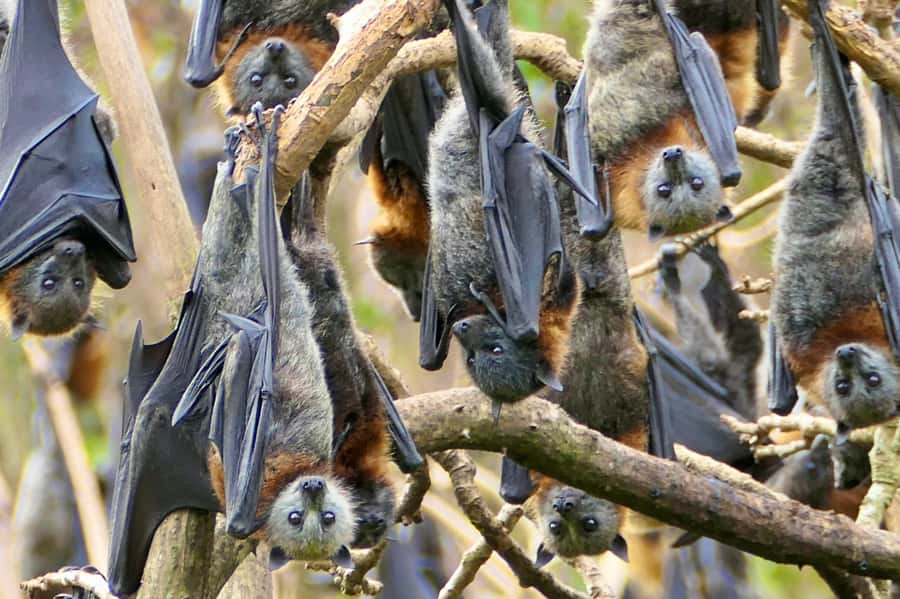 Sydney: Flying Fox Tour, Australia's Largest Bats - Why These Flying Foxes Are Worth Your Morning