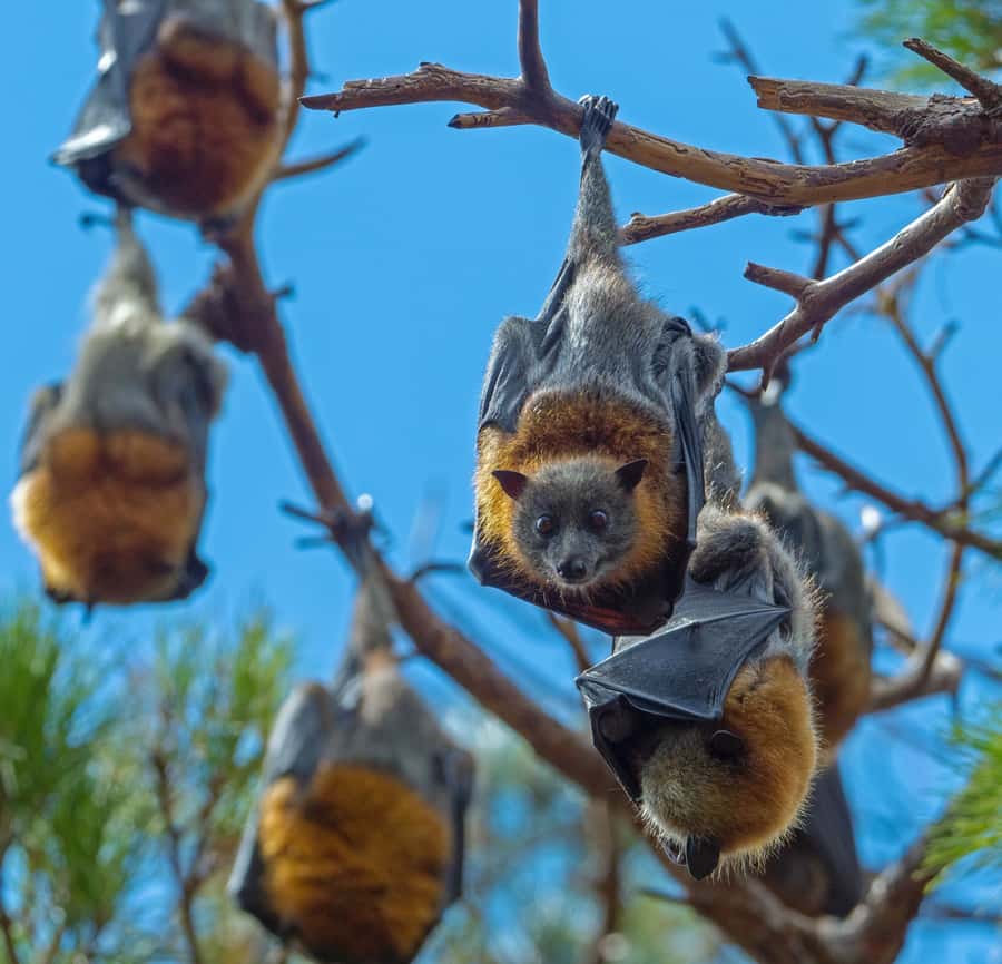 Sydney: Flying Fox Tour, Australia's Largest Bats - The Bat Camp: About 75 Minutes Among the Trees