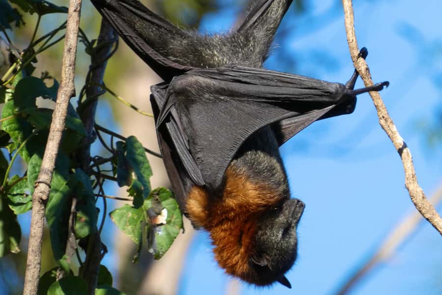 Sydney: Flying Fox Tour, Australia's Largest Bats - Taking Better Bat Photos Than Your Phone Can Manage