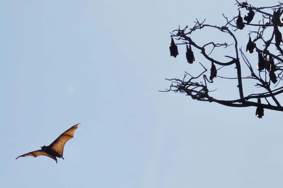 Sydney: Flying Fox Tour, Australia's Largest Bats - The Return Ride and Optional Sydney Add-On