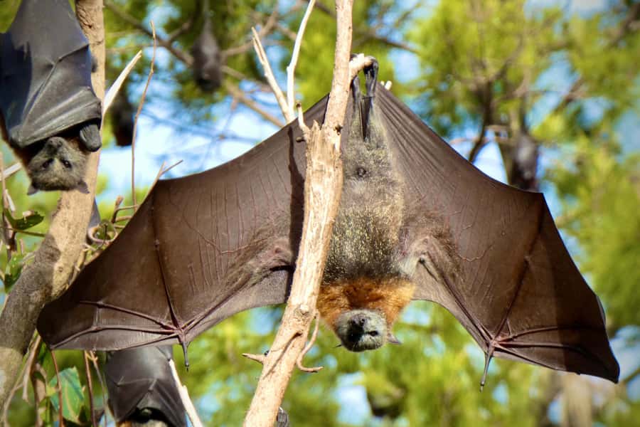 Sydney: Flying Fox Tour, Australia's Largest Bats - Is $49 Good Value?