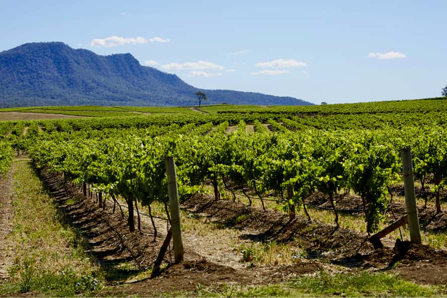Sydney: Hunter Valley Wineries Day Trip with Food Tastings - Sydney to the Hunter Valley, with the driving taken care of