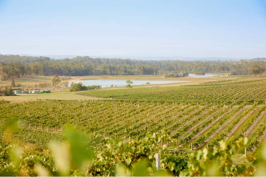 Sydney: Hunter Valley Wineries Day Trip with Food Tastings - Cheese and chocolate make the day more than a wine run