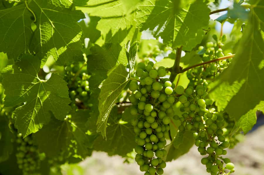 Sydney: Hunter Valley Wineries Day Trip with Food Tastings - Is $336 per person good value?