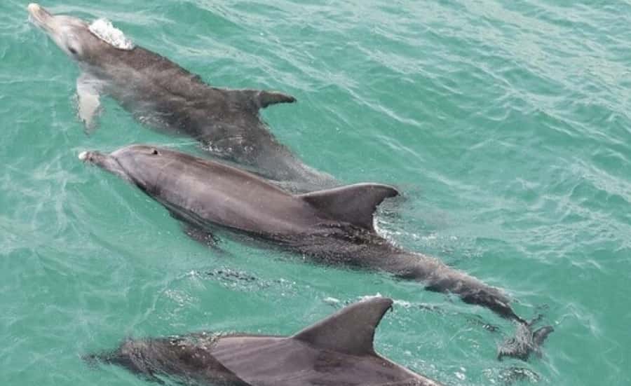 Sydney: Jervis Bay Day Trip with Dolphins, Roos & Beach Time - Key points before you book