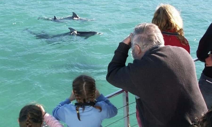 Sydney: Jervis Bay Day Trip with Dolphins, Roos & Beach Time - Meeting bottlenose dolphins on Jervis Bay
