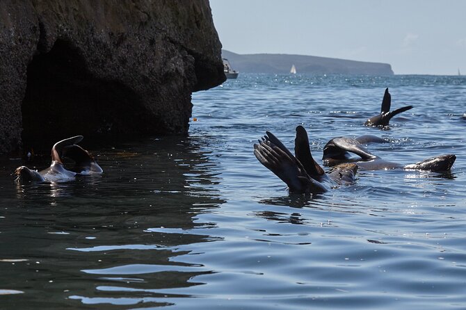 Sydney Kayak Seal Encounter Adventure with Gourmet Food - Why the Private Format Matters