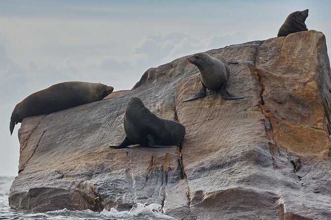 Sydney Kayak Seal Encounter Adventure with Gourmet Food - Fitness, Weather, and What to Expect
