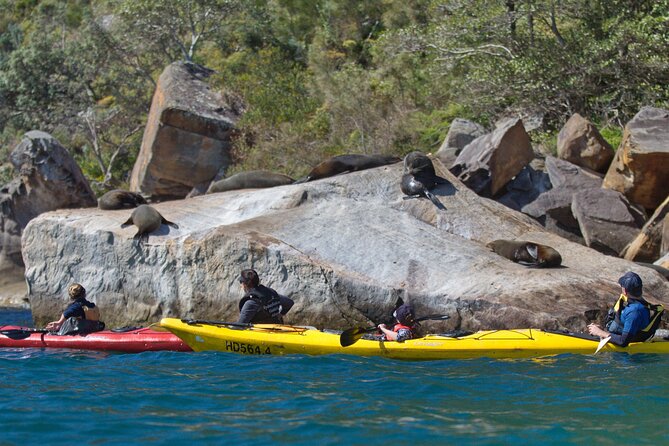Sydney Kayak Seal Encounter Adventure with Gourmet Food - Booking, Cancellation, and Practical Value