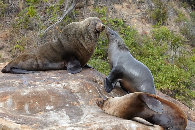 Sydney Kayak Seal Encounter Adventure with Gourmet Food - Crossing Pittwater for a Gourmet Lunch