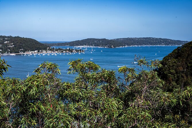 Sydney: Ku-ring-gai Chase National Park with Hike, Swim, Picnic - Mooney Mooney oysters, with a choice for non-seafood eaters