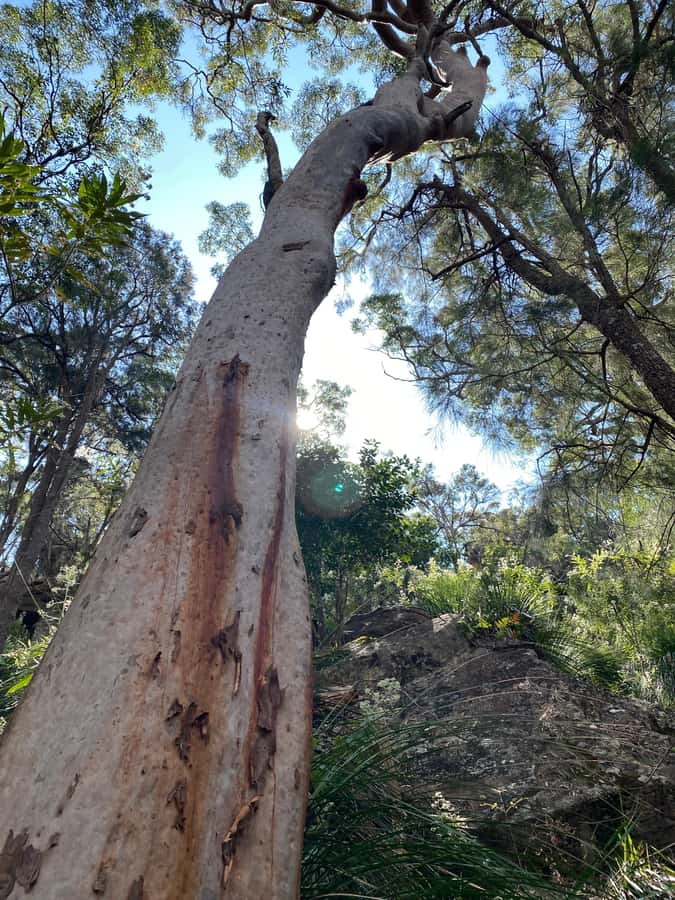Sydney: Ku-ring-gai National Park with swim and picnic - Walking the park and meeting the terrain