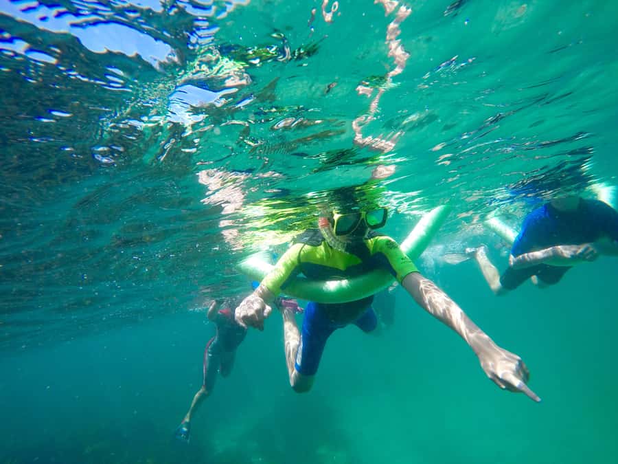 Sydney: Manly and Shelly Beach Snorkeling Tour - One hour over reef and sea grass