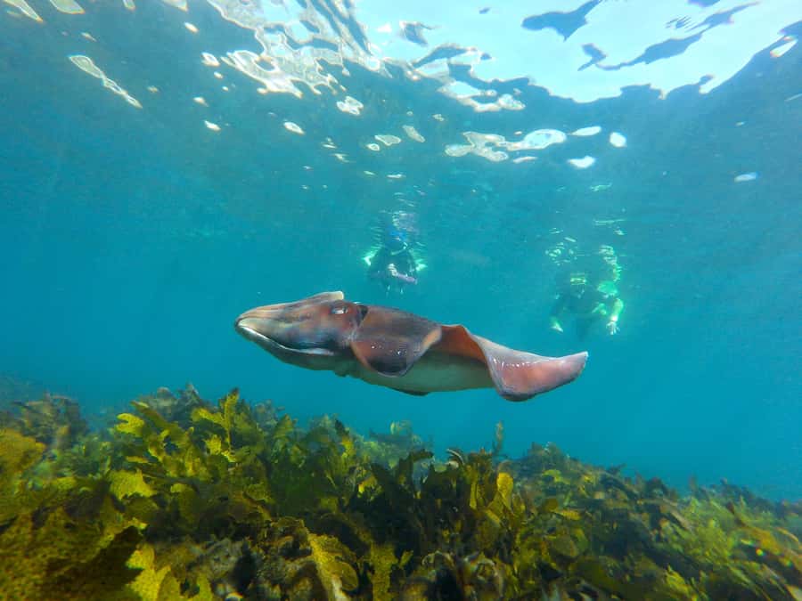 Sydney: Manly and Shelly Beach Snorkeling Tour - What happens during the safety briefing