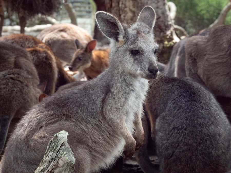 Sydney: Nature and Wildlife - Australia in One Day - What this private Sydney day is really trying to do