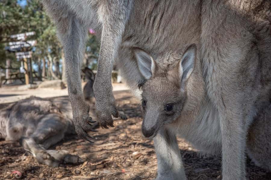 Sydney: Nature and Wildlife - Australia in One Day - Terrigal and the uncrowded coast