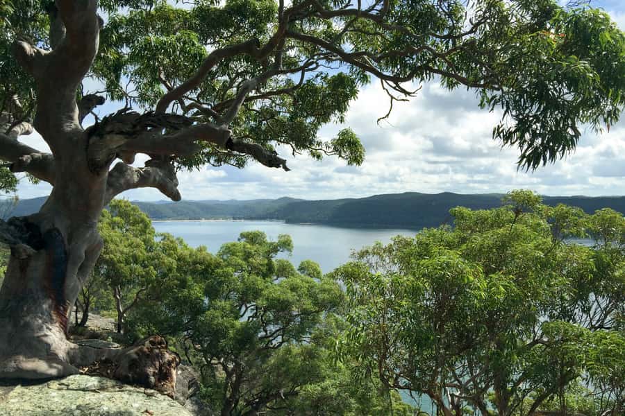 Sydney: Northern Beaches and Ku-ring-gai National Park Tour - Morning pickup and the ride north