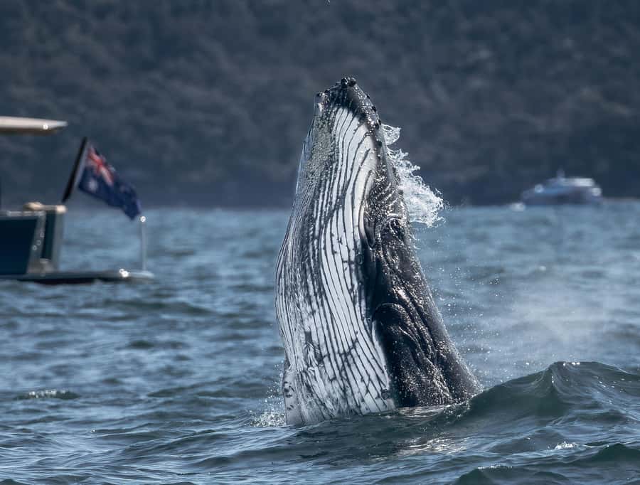 Sydney: Ocean Whale Watching Experience - Key points at a glance