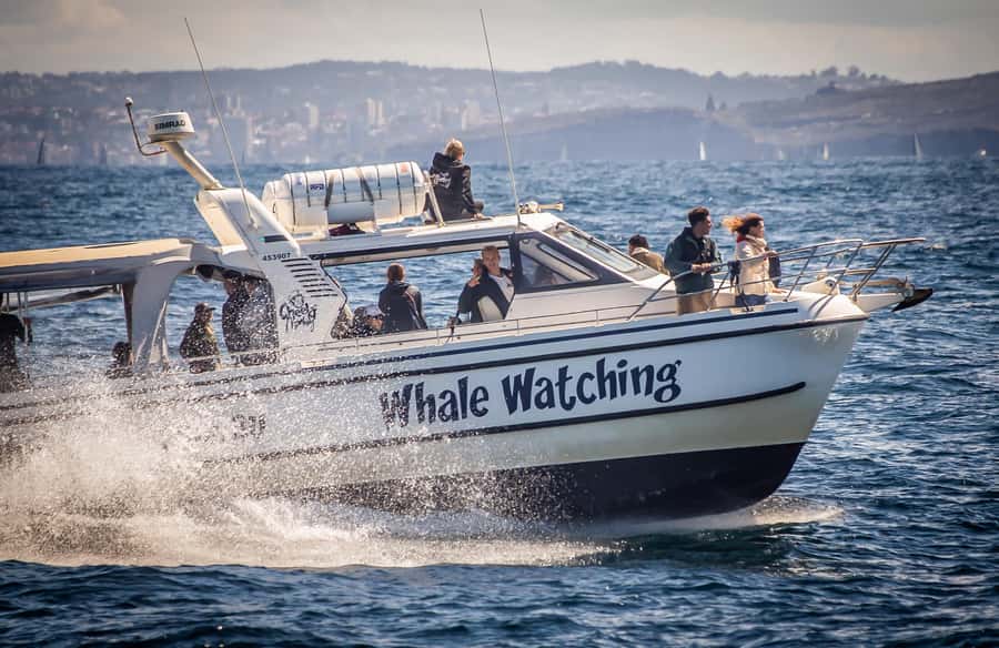 Sydney: Ocean Whale Watching Experience - Two hours searching for humpbacks near Manly