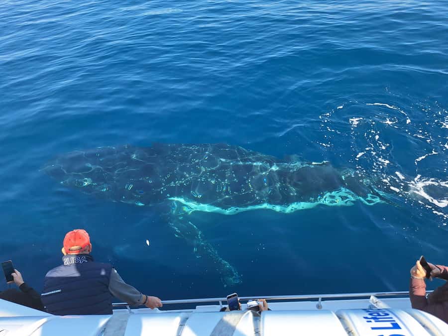 Sydney: Ocean Whale Watching Experience - Clear explanations from marine-focused guides