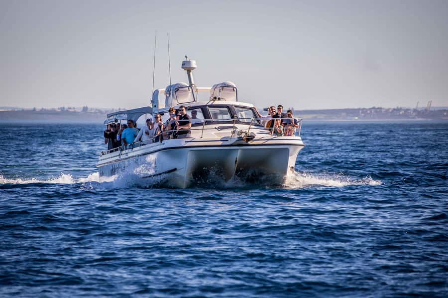 Sydney: Ocean Whale Watching Experience - What the whale sighting guarantee really means