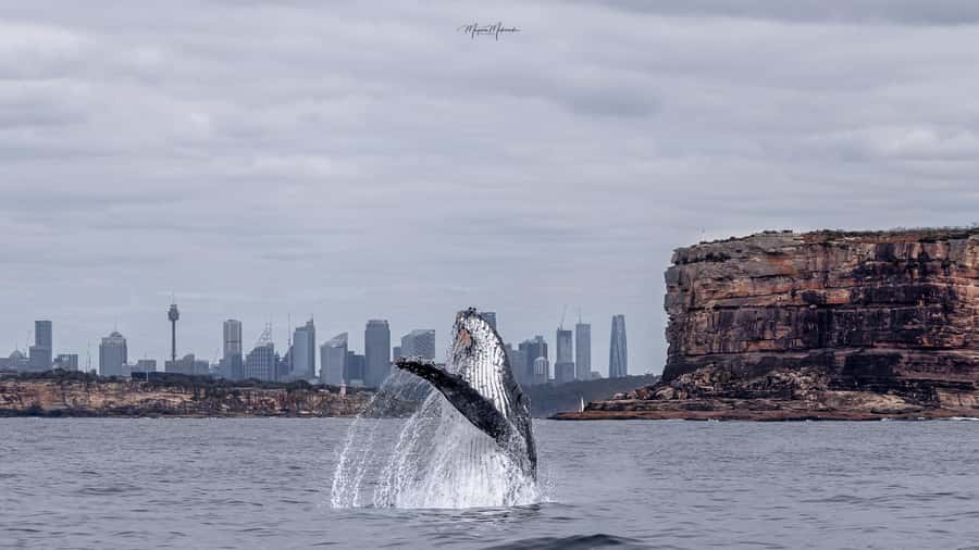 Sydney: Ocean Whale Watching Experience - Rough water, warm layers, and seasickness