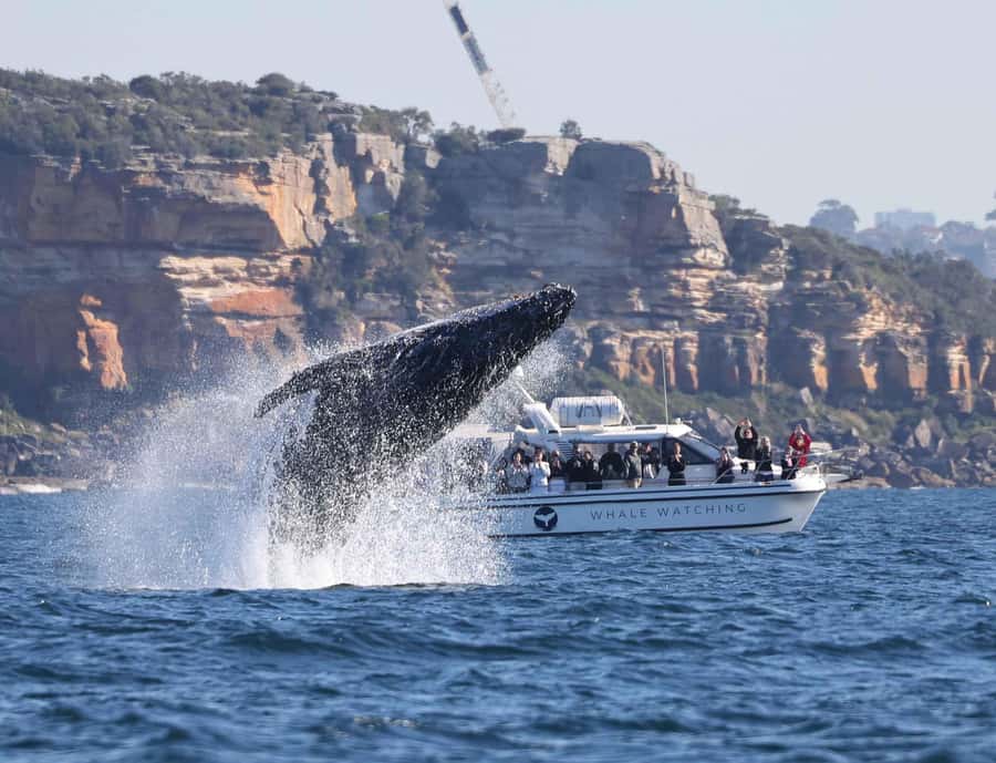 Sydney: Ocean Whale Watching Experience - Is $98 good value for 150 minutes?