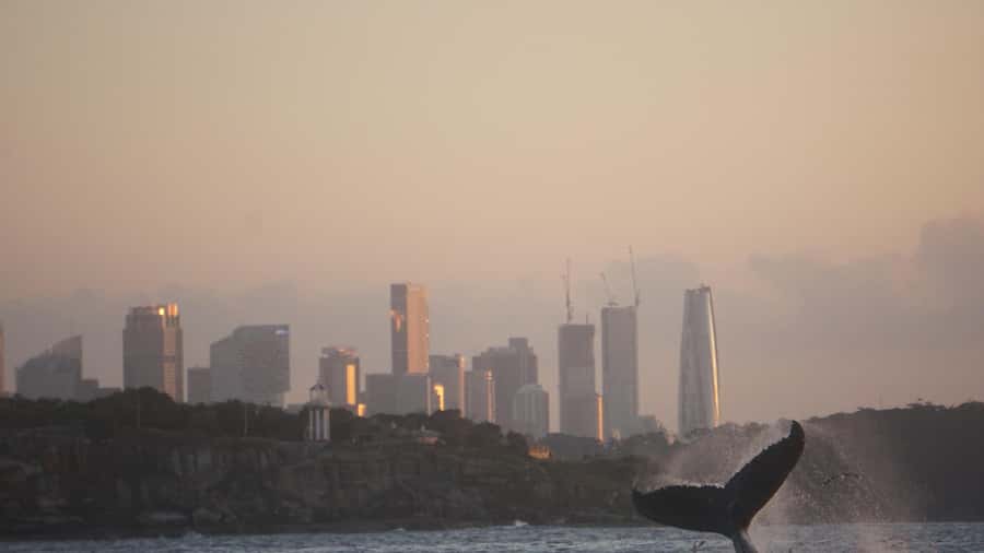 Sydney: Ocean Whale Watching Experience - The best time to choose your departure