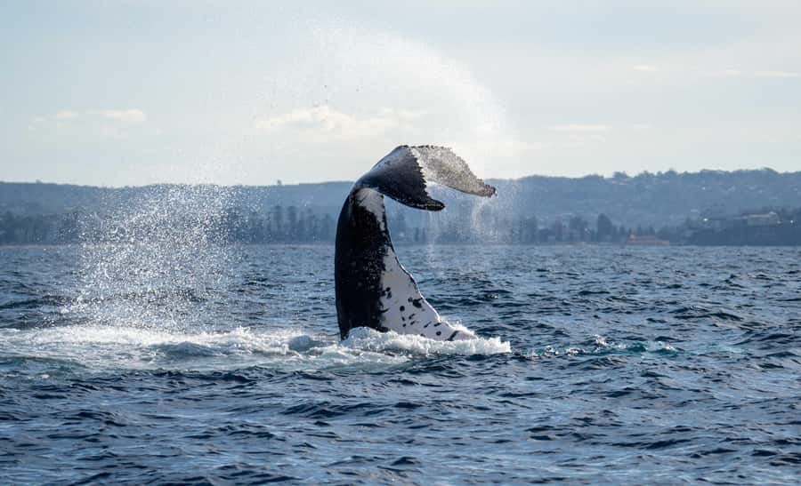 Sydney: Ocean Whale Watching Experience - Why a 30-passenger boat makes a difference