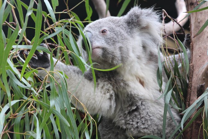 Sydney Opera House and Aussie Animals Private Tour - Featherdale Wildlife Park: Australia at eye level