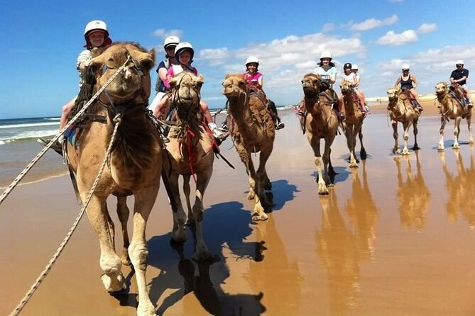 Sydney: Port Stephens Sandboarding, Dunes & Dolphin Cruise option - Nelson Bay gives you a useful lunch break