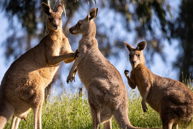 Sydney: PRIVATE Blue Mountains, Wildlife & Cruise Luxe Tour (10h) - Wentworth Falls, from easy viewing to steep walking