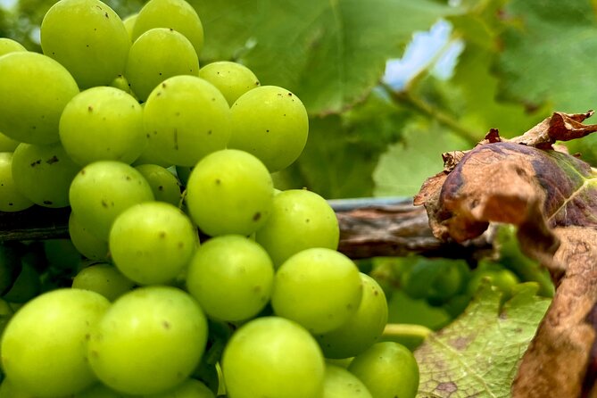 Sydney: PRIVATE Hunter Valley Wine Tasting Luxe Tour (10h) - Three boutique cellar doors, not one rushed stop