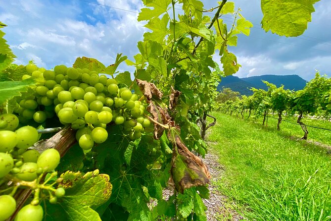 Sydney: PRIVATE Hunter Valley Wine Tasting Luxe Tour (10h) - Price, value, and the right kind of splurge
