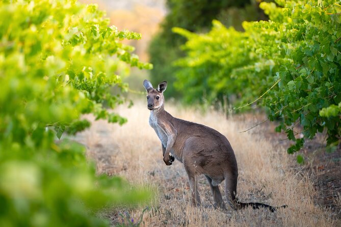 Sydney: PRIVATE Hunter Valley Wine Tasting Luxe Tour (10h) - Practical details before you book