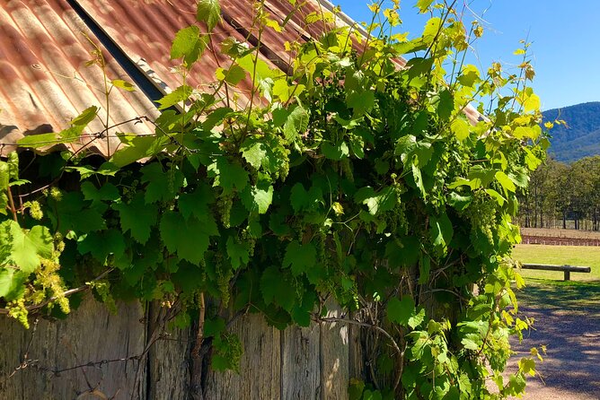 Sydney: PRIVATE Hunter Valley Wine Tasting Luxe Tour (10h) - The first winery and the grape-to-glass story