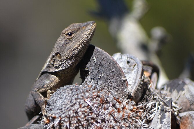 Sydney: Royal National Park Day Trip with Picnic and Swim - Choosing Symbio Wildlife Park or more time outdoors
