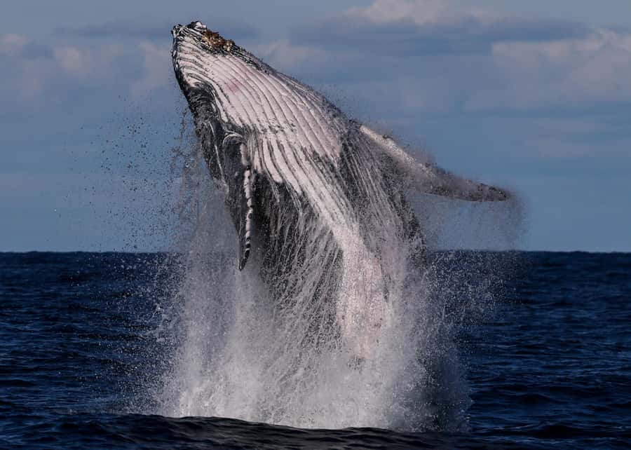 Sydney: Scenic Whale Watching Cruise - Whales Guaranteed - Key points at a glance