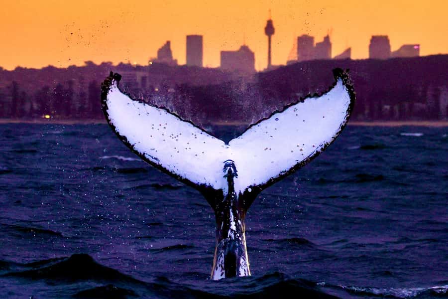 Sydney: Scenic Whale Watching Cruise - Whales Guaranteed - Finding the whales offshore