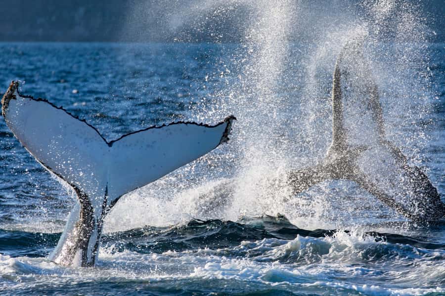 Sydney: Scenic Whale Watching Cruise - Whales Guaranteed - The guide commentary and crew