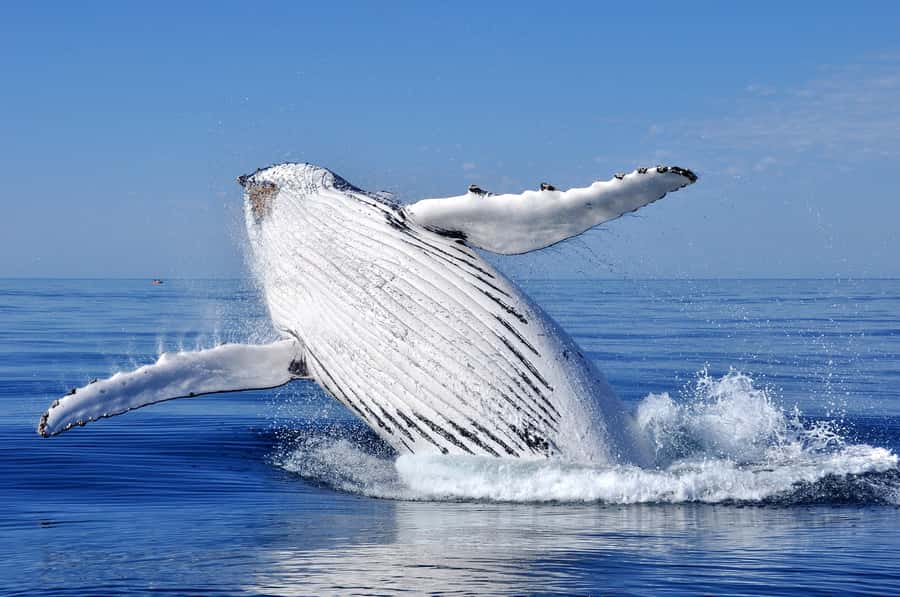Sydney: Scenic Whale Watching Cruise - Whales Guaranteed - What the boat feels like for three hours
