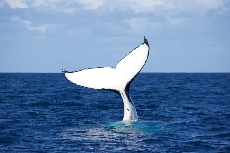 Sydney: Scenic Whale Watching Cruise - Whales Guaranteed - Photos, dolphins, and other bonuses
