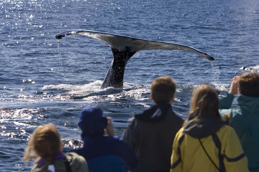 Sydney: Scenic Whale Watching Cruise - Whales Guaranteed - Timing, crowds, and choosing your seat