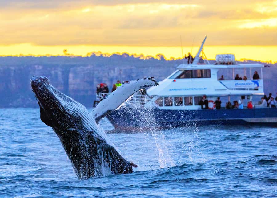 Sydney: Scenic Whale Watching Cruise - Whales Guaranteed - Why Sydney works so well for whale watching