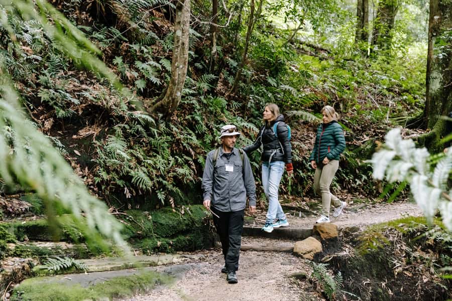 Sydney: Small Group Blue Mountains, Wildlife & Waterfalls - Why this Blue Mountains day works so well